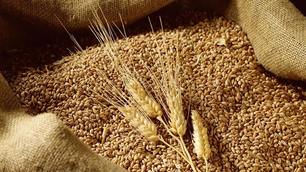 
7 lợi ích không ngờ của lúa mạch đối với sức khỏe
